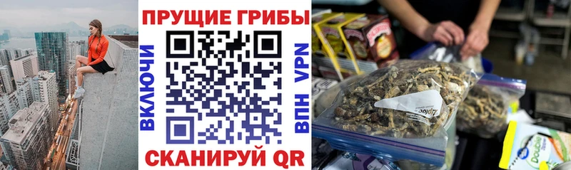 купить закладку  Севск  Псилоцибиновые грибы MAGIC MUSHROOMS 